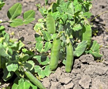 Bushes of green peas in the ground