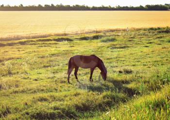 Horse is grazing a bright sunny day at the edge of a wheat field
