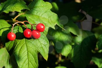 Bunch of ripe berries red guelder rose