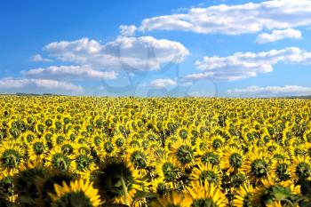 Field of sunflower against the blue cloudy sky