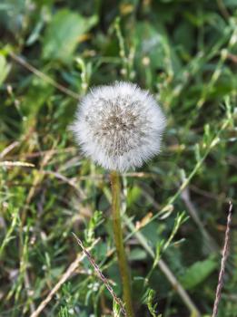 One white fluffy dandelion on a blurred grassy background