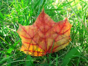 Fallen red maple Leaf in the grass