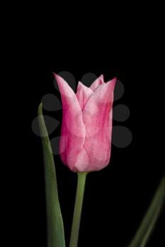 One pink tulip on a dark background
