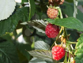 Raspberry canes with ripe berries and green