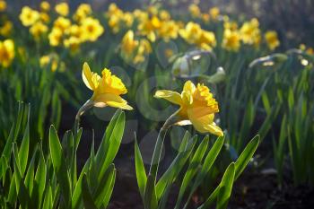 A flower bed of yellow blooming narcissuses in the sunlight