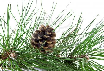 Pine branch and pine cone on a white background