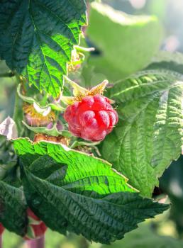 Raspberry berries on the bush among the leaves