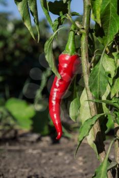 Red hot pepper on the bush in the garden