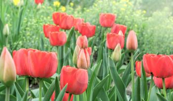 Red tulips in a flowerbed on a sunny day
