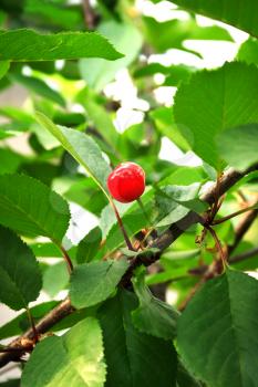 Ripe cherry on a branch among green leaves
