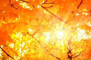 The sun's rays through the blurred image of yellow autumn leaves