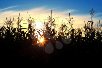 Silhouettes of corn stalks into the sunset