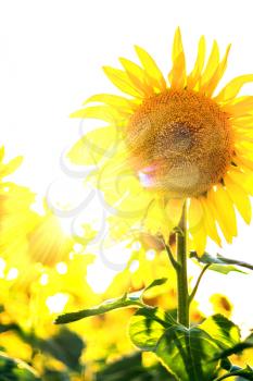 Big beautiful blooming sunflowers in bright sunshine