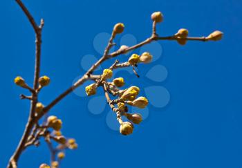The branch of cornelian cherries against the blue sky