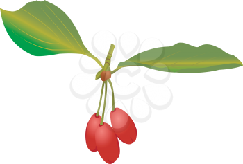 Illustration of a cornelian cherries with leaves on a white background