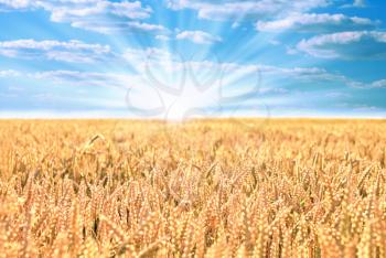 Field of ripe wheat with sun and blue cloudy sky