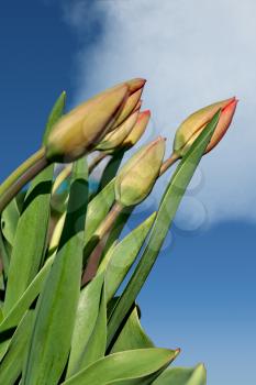 Bouquet of tulips on a background of blue sky and clouds