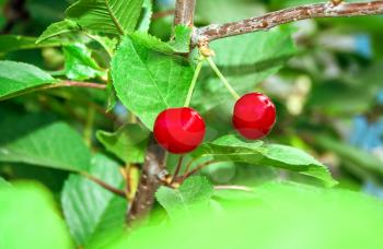 Two ripe cherries on the tree among the leaves