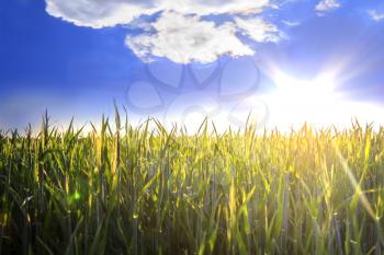 Blue sky with white clouds and sun over wheat field