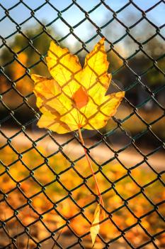 Maple and birch yellow leaves on the grid