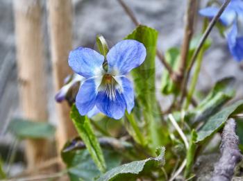 Opened flower blue violet on blurred background