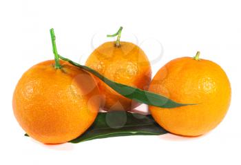 Three ripe tangerine with leaves on a white background