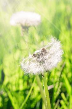 Two fluffy dandelion on a sunny day