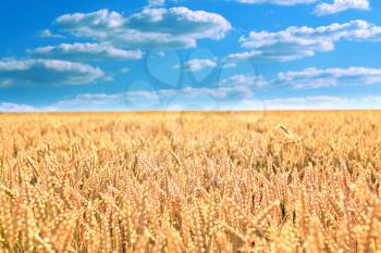 The field of ripe wheat under blue cloudy sky