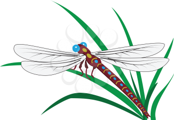 Illustration of dragonfly on grass on a white background