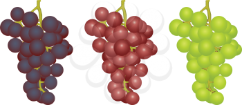 Illustration three bunches of grapes of different grades on a white background