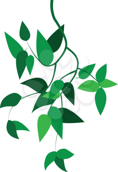 Illustration of green branches with leaves on a white background