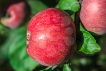 Ripe red apple on a branch close-up