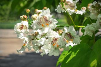 Beautiful white flowers of decorative tree close-up