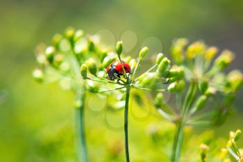 Ladybug on a plant on a blurred background in a sunny day