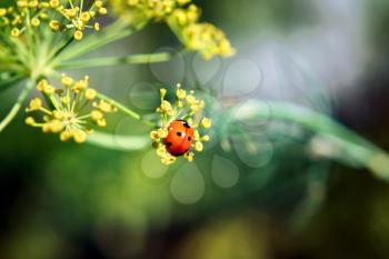 Ladybug on a plant on a blurred background