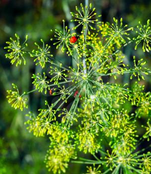 Several ladybugs on a plant on a blurred background on a sunny day