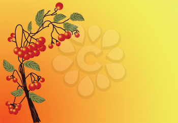 Illustration of ripe red Rowan twigs with leaves on a yellow-orange background