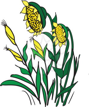 Illustration of of cartoon corn and sunflowers on a white background