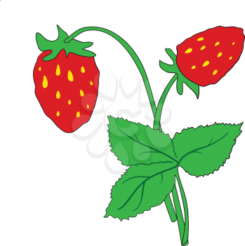 Illustration of  bush of ripe strawberries on a white background