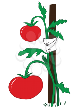 Illustration of a bush of ripe tomatoes with a peg on a white background