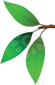 Illustration of branches with three leaves on a white background