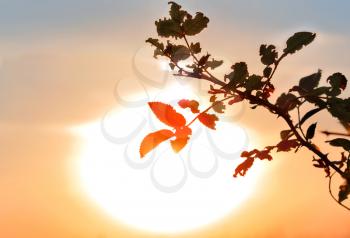 Silhouette of a bush on a background of a bright setting sun