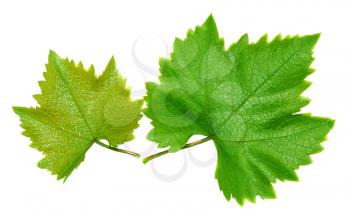 Two grape leaves isolated on white background