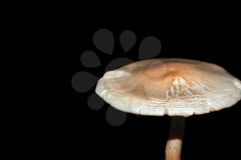 One mushroom isolated on a dark background closeup