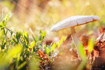 One mushroom in the grass in the sunlight closeup