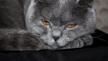 Big angry sleepy gray cat close up
