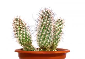 Beautiful prickly cactus in a pot isolated on a light background