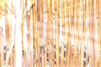 Abstract background of dry reeds and bright sun rays