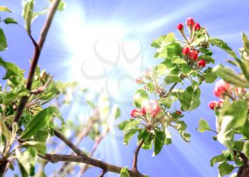 Branches of a blossoming apple tree on a background of bright sun and blue sky