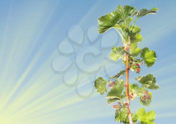 Branch of a currant against a background of sun rays and a blue sky
